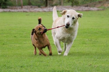 Morton villas shop dog kennels